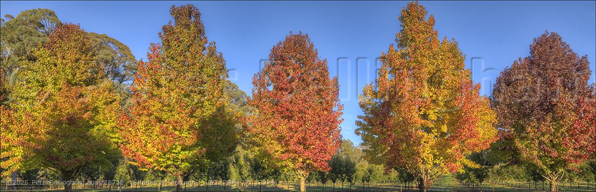 Peter Bellingham Photography Shades of Autumn - VIC (PBH4 00 13224)